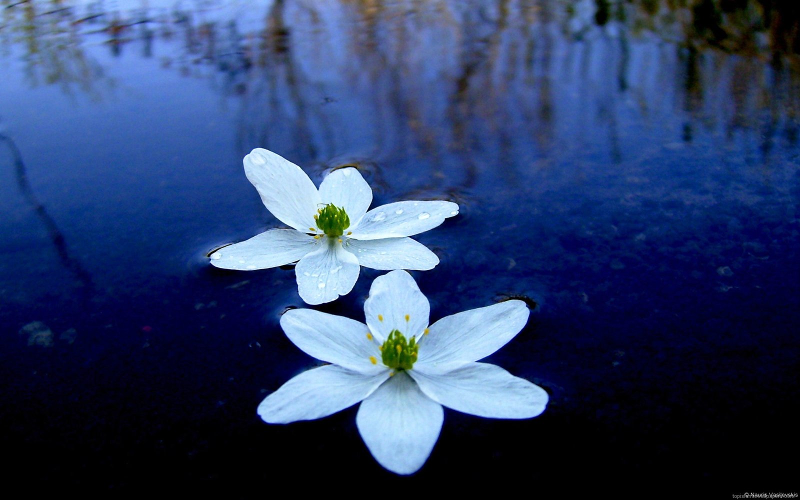 Beautiful Lotus Flowers  About Collections